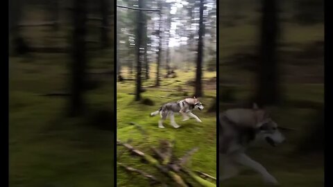 Huge #wolfdog running thru the woods. #wolfhound #saarloos