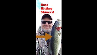 Bass Hitting SHINERS!!