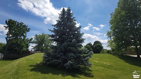 ConservaTree: The First Job, Saving a Blue Spruce in March of 2011