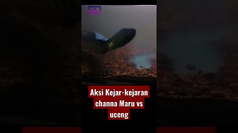 Beginilah video yang terekam warga aksi kejar-kejaran Channa Maru Yellow Sentarum vs Uceng #channa