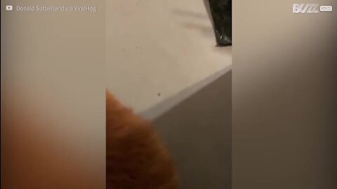 Gato envergonhado por ter pelo da cauda cortado