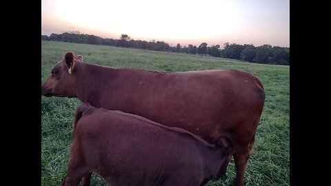 South Poll/ Red Angus cross females ready for your farm.