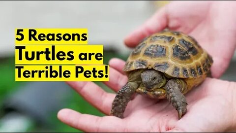 5 Reasons Turtles Make Terrible Pets