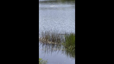 Alligator Stalks Great Egret And Little Blue Heron Part 3 4K