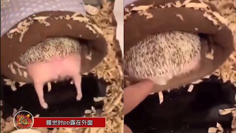 Hedgehog cute pet animal