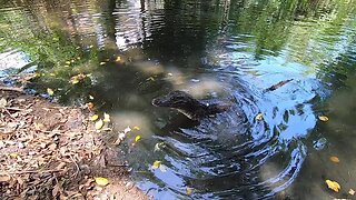 Feeding fish to crocodiles in Panama 🇵🇦