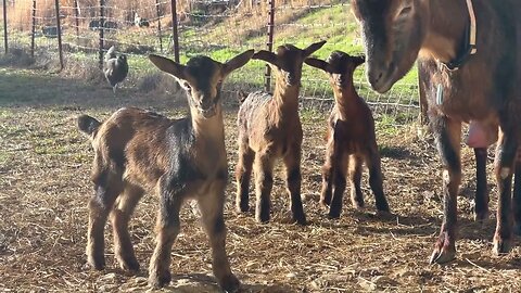 This Seasons San Clemente Island Goats Baby Names 🐐