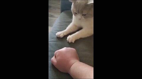 BAby cat funny time😂