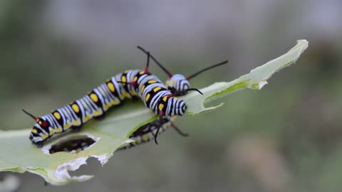 Two charming caterpillars having lunch together