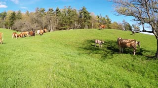 Newborn spring calves have the zoomies in the meadow