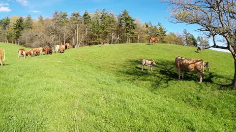 Newborn spring calves have the zoomies in the meadow