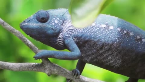 How Chameleon Change it's colours- Nature's Beautiful