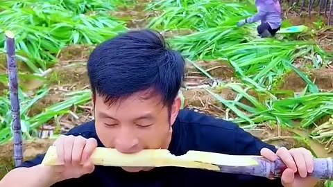 Enjoy beautiful natural life with cutting skills sugarcane so sweet fresh