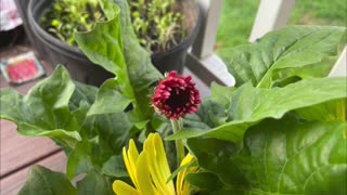 Collection of flowers