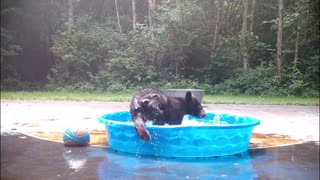 Adorable Baby Bear Has a Fun Time in our Pool || ViralHog