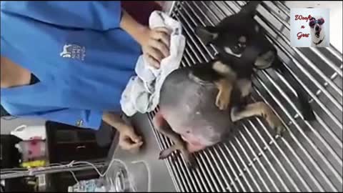 Poor Puppy Suffered Pain with Ton of Fluids in His Stomach I Touching sad Story