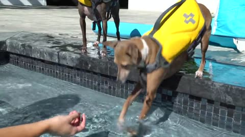 teaching dog how to fly swim on water