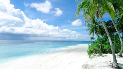 White sand beach landscape on a sunny day with green plams