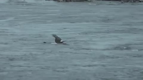 The eagle made a mistake while hunting an octopus in the ocean