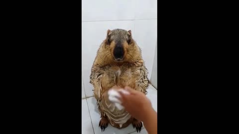 Cute Animal take a Bath 😘