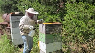 Working the Bees