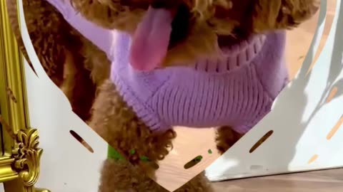 Dog Sweater Super Cute Puppy #viral #love #shorts #dog
