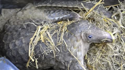how to save help pangolins