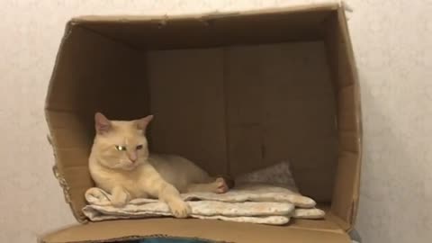 Cats Likes BOXES