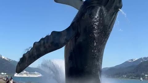 Juneau, Alaska The Whale Sculpture