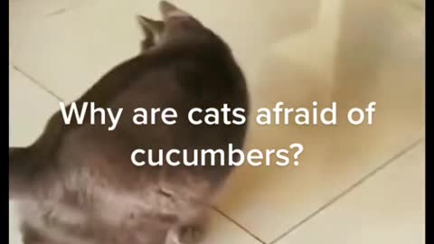 Cute cat 😸 / funny cat videos / funny cat / naught cat