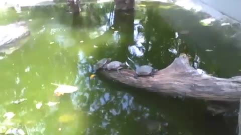 3 tartarugas relaxam em um tronco de árvore no lago do parque [Nature & Animals]