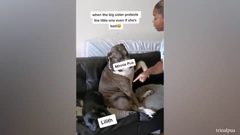 Any Problem Dude? Funny video with pitbull Dogs 🐕