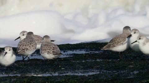 Cute Birds Sanderlings Eating Seaweeds