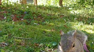Cute Mama Squirrel 🐿️🥰