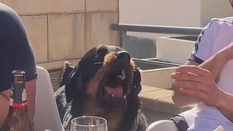 Rottweiler Puppy Tries To Break Up The Boys