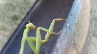 Found A Praying Mantis