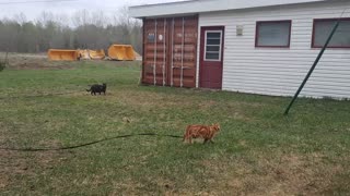 Cat runs on a Leash