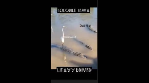 lolodile 🐊 funny dub video 😂 | lolodile sewa | crocodile funny video