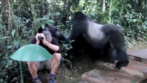 Baby gorilla is very naughty