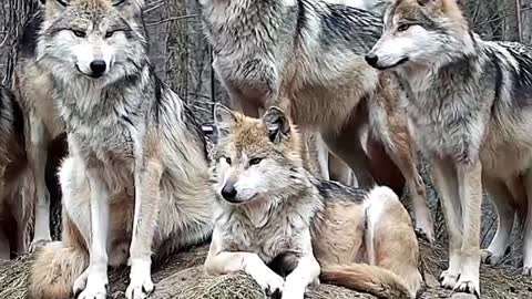 Wolf pack