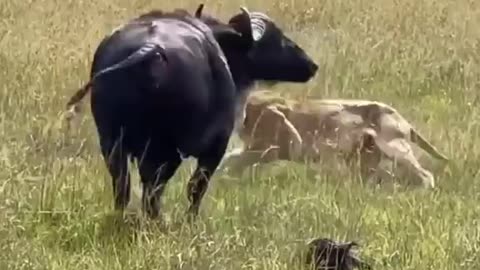 This buffalo try to save the calf till the end