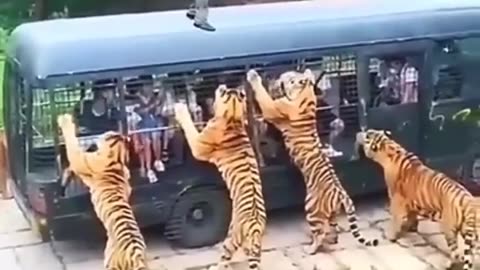 Tiger Dangerous Wild Animals - tiger vs humen