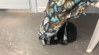 Cat being silly by hiding under a blanket