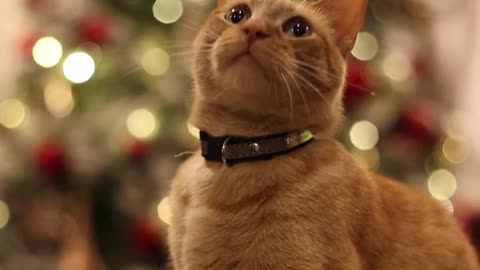 An orange tabby cat sitting near a christmas tree & miss that catch...!!!