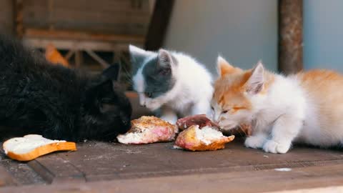 homeless kittens eating on the street 31936