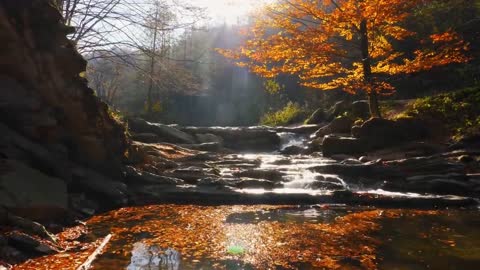 Enchanting Autumn Forests with Beautiful Piano Music