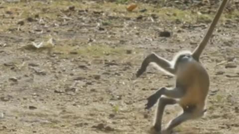 Funniest Monkey - Cute funny monkey video