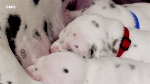 yt1s.com - A Dalmatian Mums Work is Never Done Wonderful World of Puppies BBC Earth
