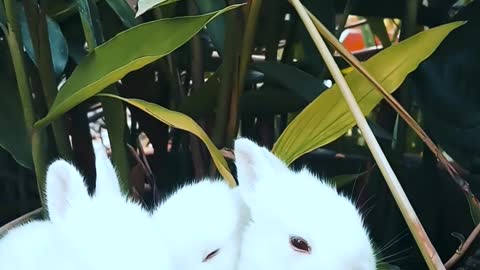 Funny Rabbit Playing