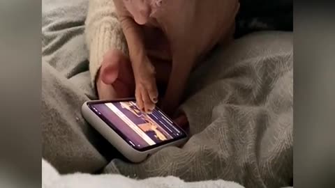 Nowadays, cats have evolved to play with their phones